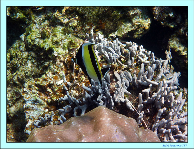 2011 - 03 - Koh Rok 15